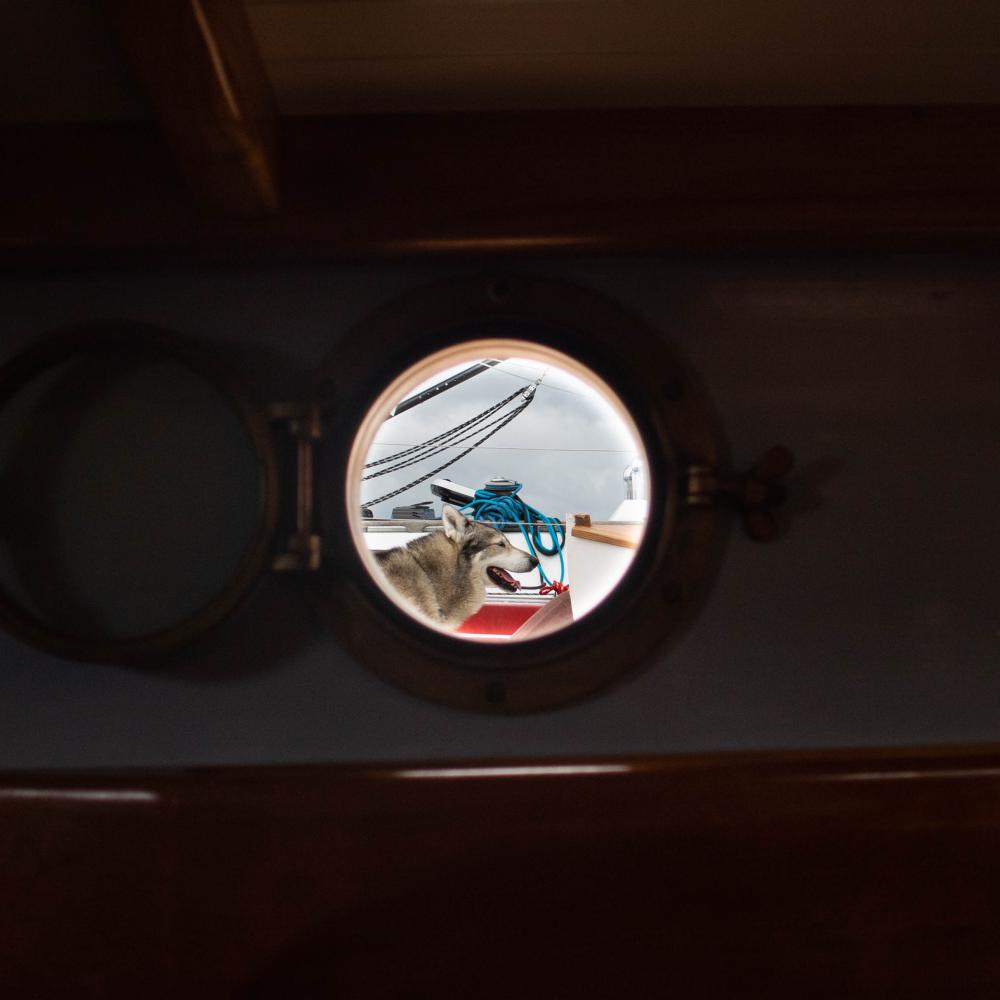 A view looking out from inside the Arabella, a hand-built wooden boat launched from Mattapoisett in June, at Akiva, a West Siberian Laika. Photo by Sawyer Smook-Pollitt